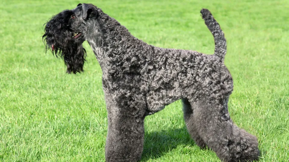 Kerry Blue Terrier